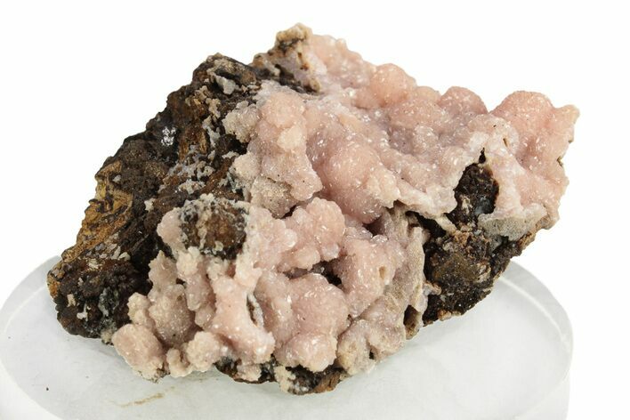 Lustrous Botryoidal Rhodochrosite - Santa Eulalia, Mexico #253358